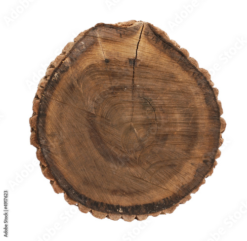 oak stump