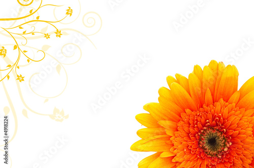daisy banner