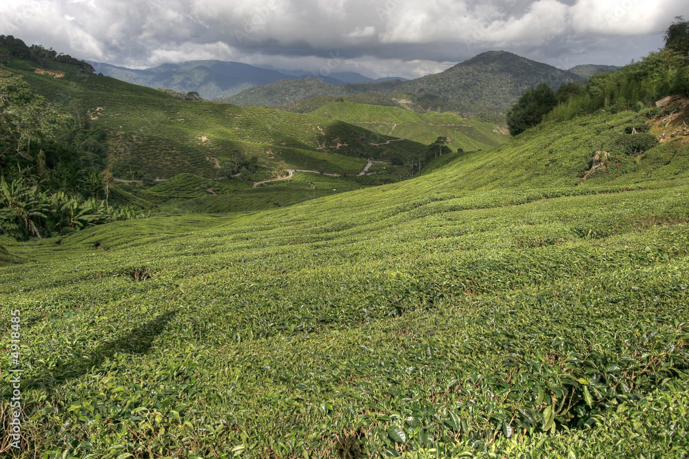 cameron tea plantations