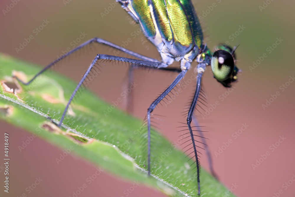 dragonfly closeup (Ischnura species) dragonfly closeup (Ischnura species)