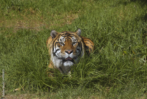 Bengal tiger in the grass 2