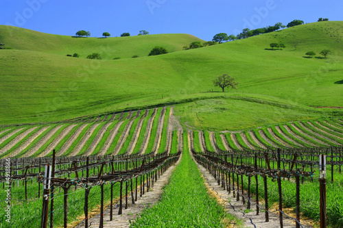 Vignes californiennes