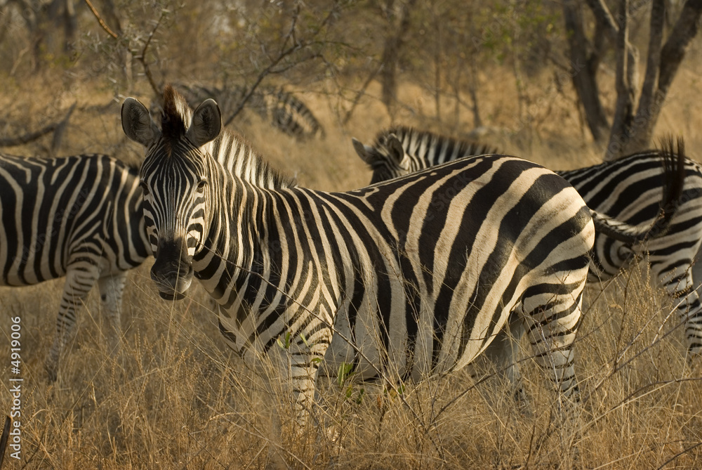 Burchelli's zebra Burchelli's zebra