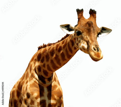 Illustration girafe photo