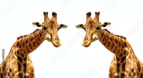 Fototapeta Naklejka Na Ścianę i Meble -  Illustration couple de Girafes