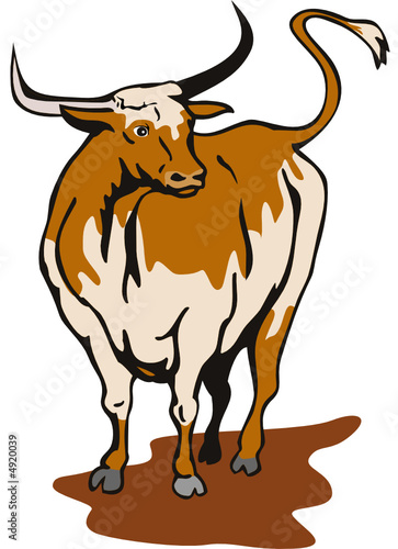 Texas longhorn bull