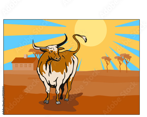 Texas longhorn bull in the farm