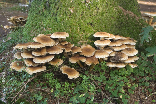 Fungus 9