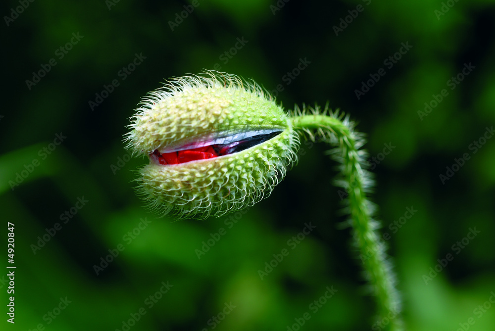 Obraz premium bouton de coquelicot