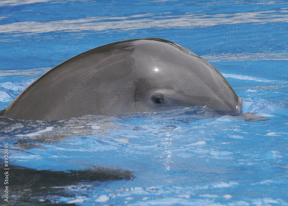 Fototapeta premium DOLPHIN UNDERWATER