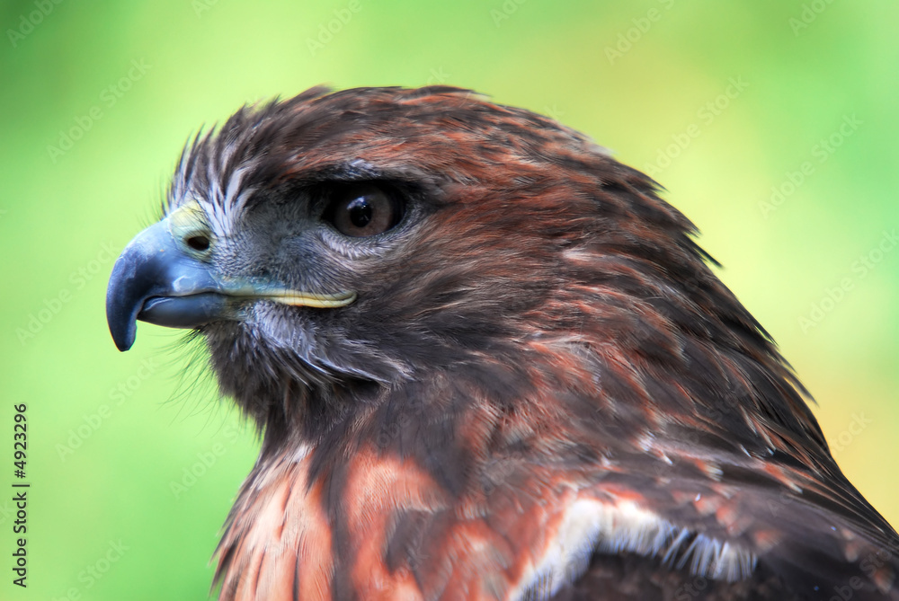 Goshawk (Accipiter gentilis) Goshawk (Accipiter gentilis)