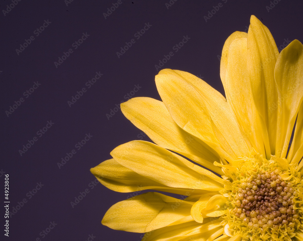 Obraz premium daisy
