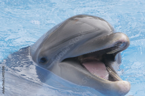 DOLPHIN MOUTH