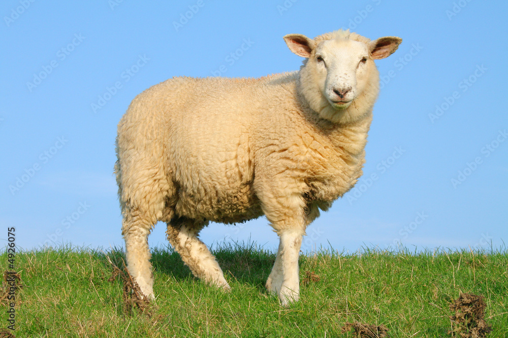 Fototapeta premium Owce na wałach