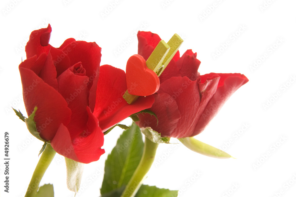Obraz premium red roses