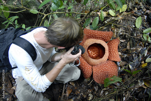 raflesia