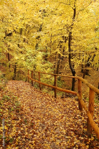 autumn forest path