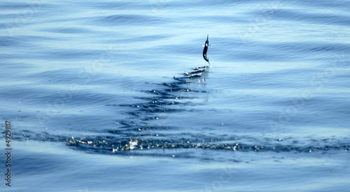 poisson volant