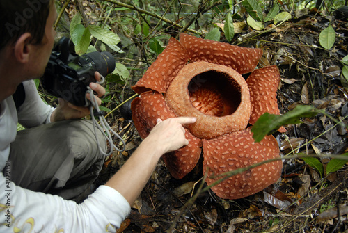 raflesia