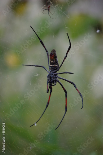 Araignée d'Afrique © gali