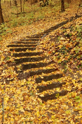 forest stairway
