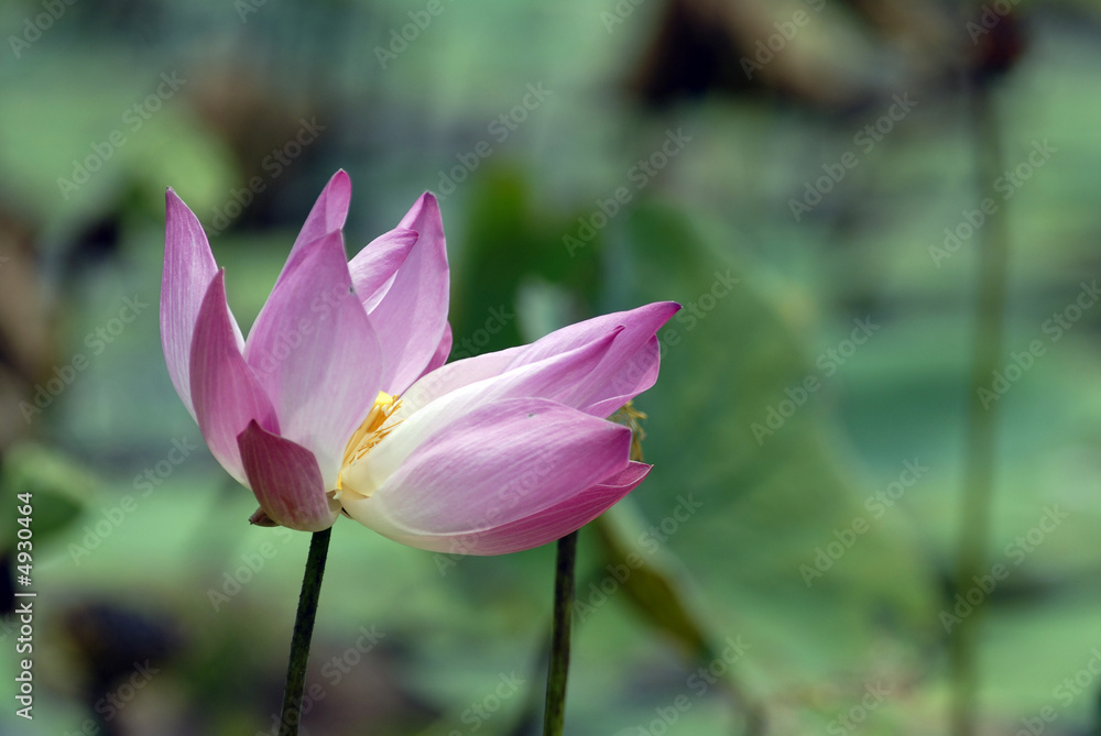 lotus