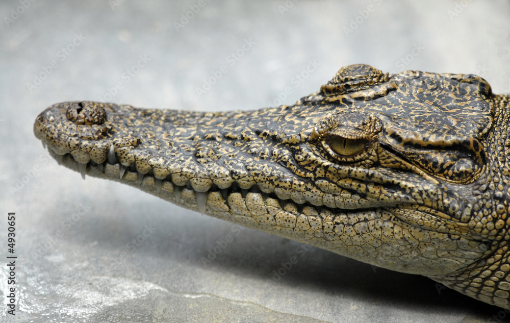 Fototapeta premium crocodilus posorus