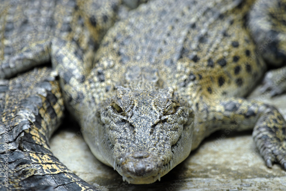 Obraz premium crocodilus posorus