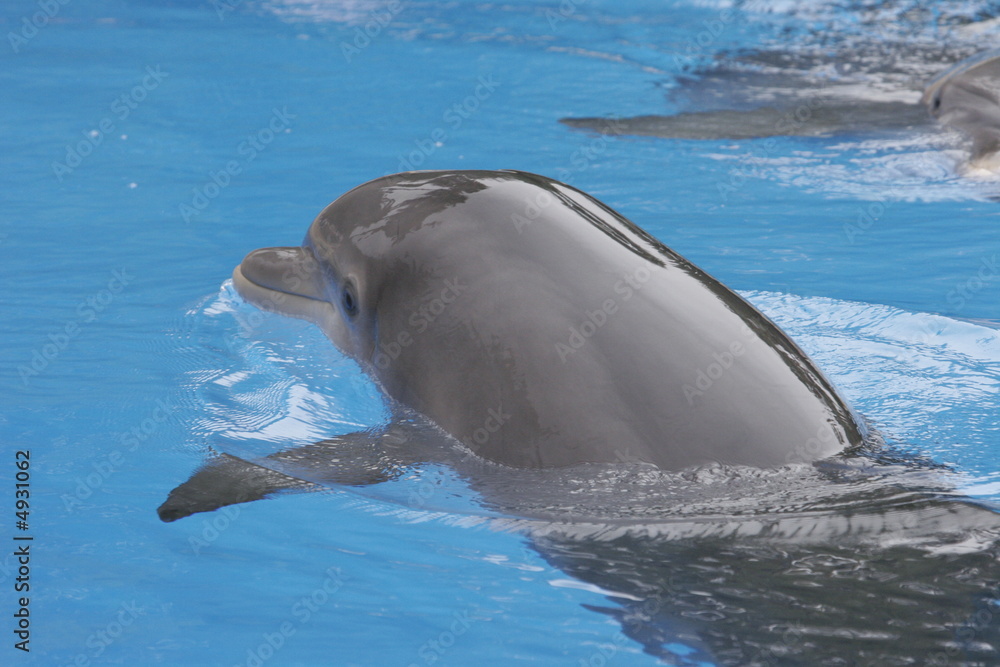 Obraz premium DOLPHINS