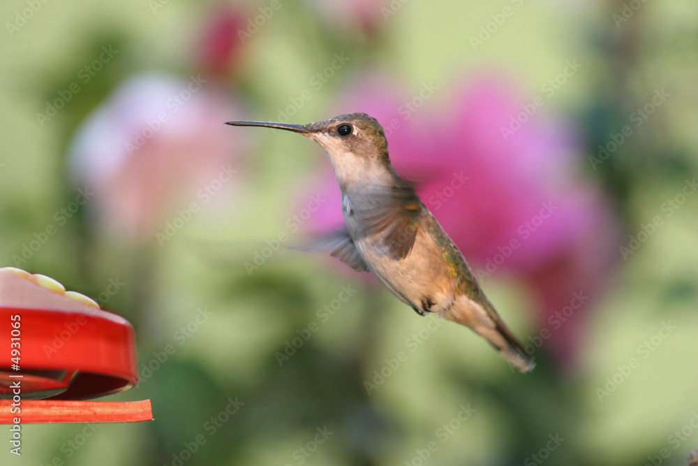 Fototapeta premium Hummingbird at Feeder