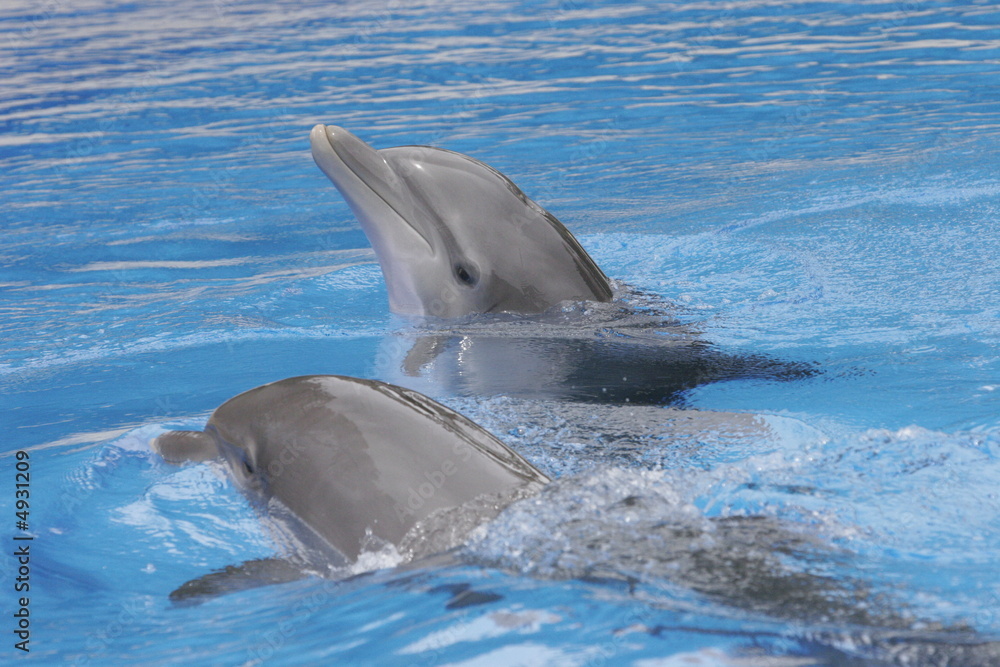 Naklejka premium DOLPHIN COUPLES