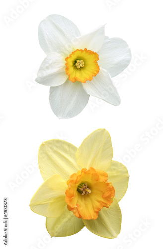 Konstfotografi Daffodil and narcissus with dewdrops, isolated on white