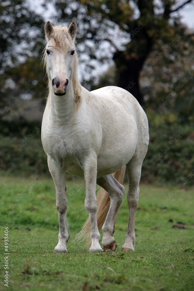 jument camarguaise jument camarguaise