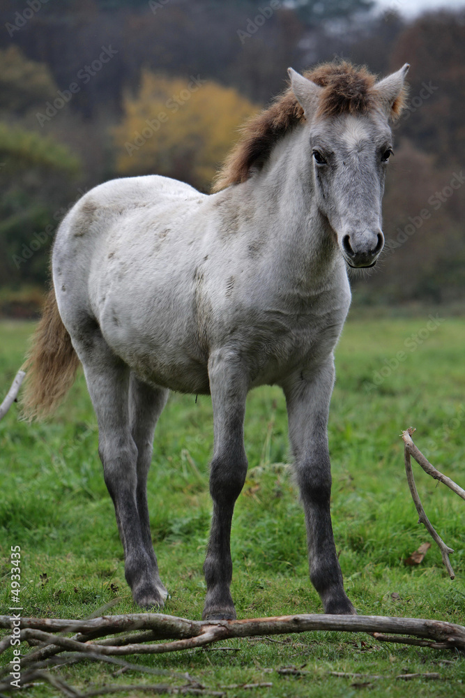 jeune camarguais