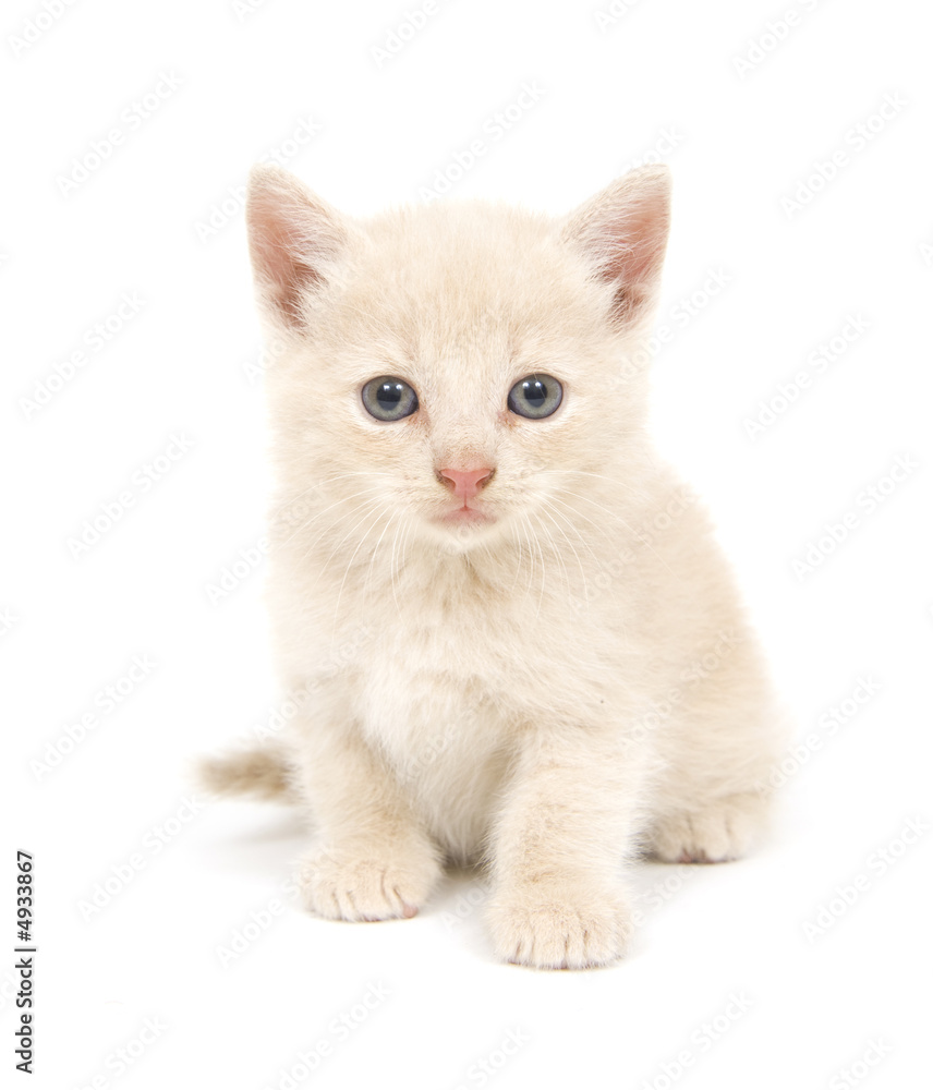 Shy yellow kitten on white background