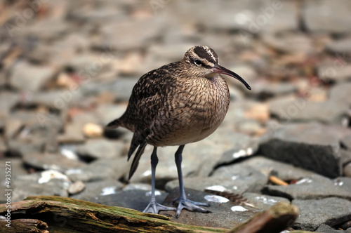 Whimbrel (Numenius Phaeopus) photo