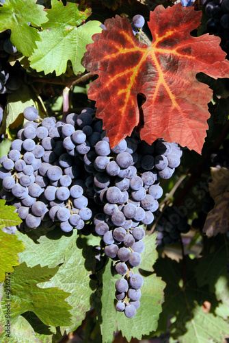 Red Wine Grapes photo