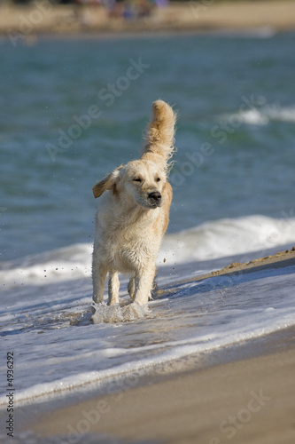 Dog walking in the water on the beach © tstockphoto
