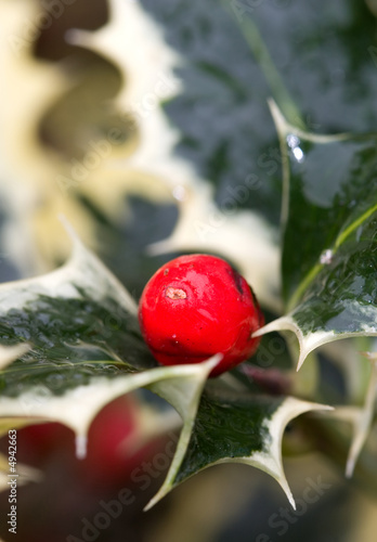 Holly berry