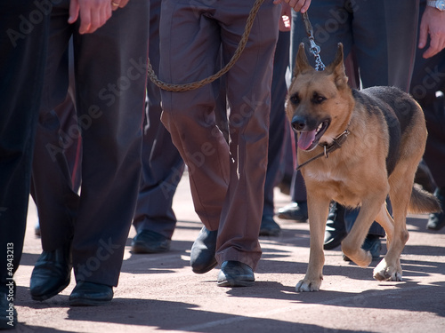 k-9