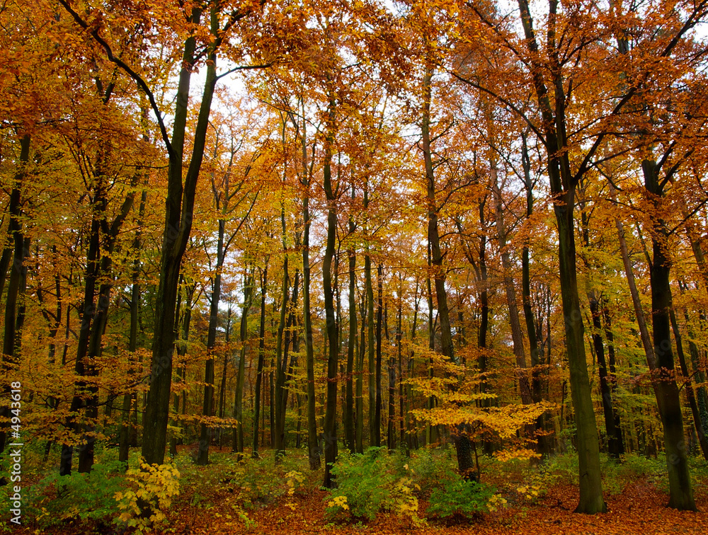 Fototapeta premium Blick in den Herbst