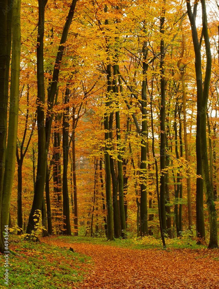Fototapeta premium Herbststimmung