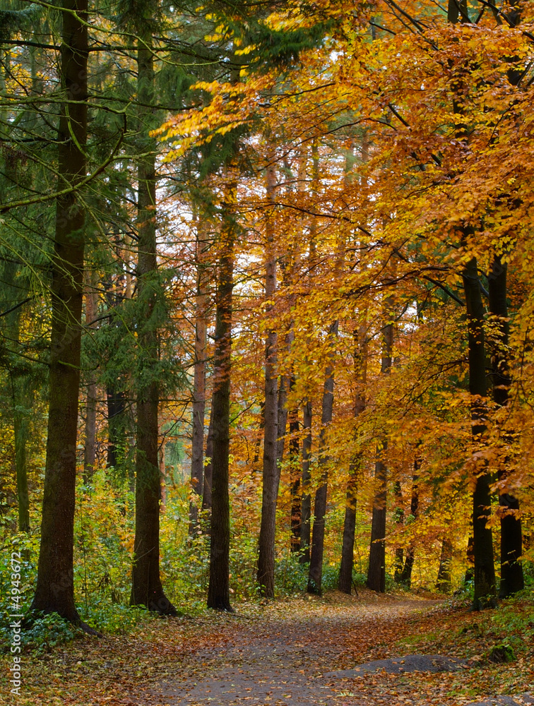 Obraz premium Weg im Herbstwald
