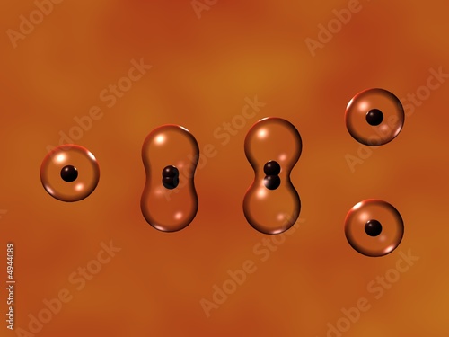 Cell Division