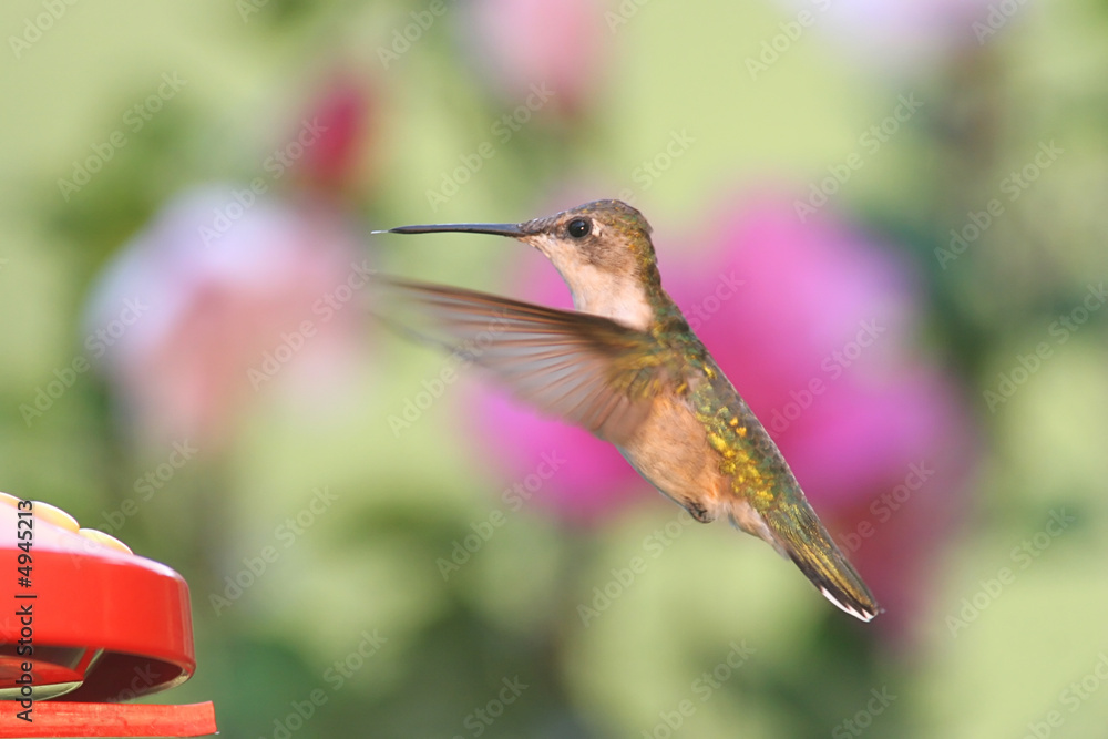 Fototapeta premium Ruby-throated Hummingbird at a Feeder