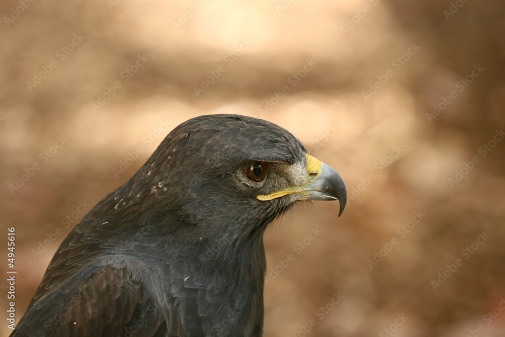Eurasian Eagle 2 Eurasian Eagle 2