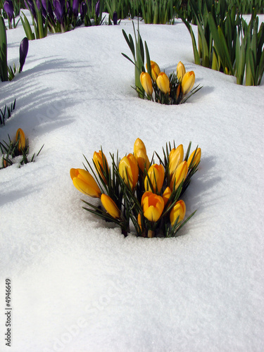 Crocus in the snow