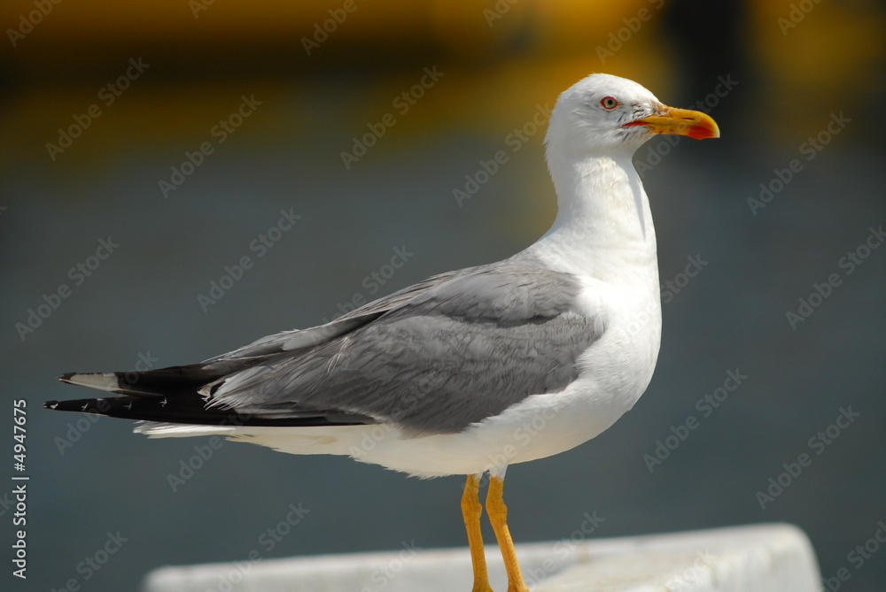 goéland argenté goéland argenté