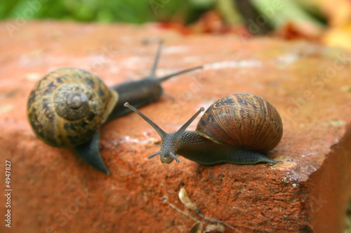 Two slow snails