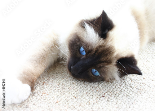 Burman cat with blue eyes on white